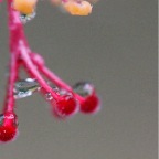 Costa-Rica-set-1-469