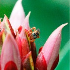 Costa-Rica-set-2-053