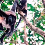 Costa-Rica-set-2-262-a