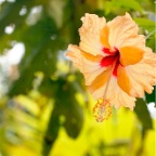 Costa-Rica-set-3-314