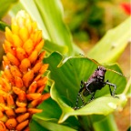 Costa-Rica-set-3-360