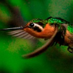 Costa-Rica-Set-1-849