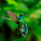 Costa-Rica-Set-1-477