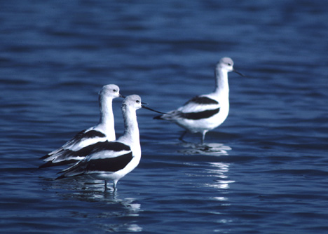 Avocet Picture