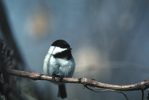 Chickadee Picture