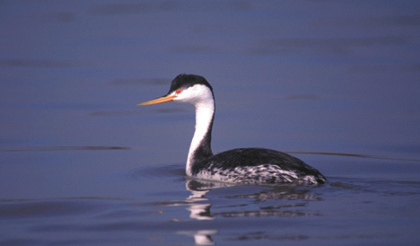 Clark's Grebe Picture