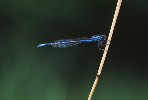 Bluet