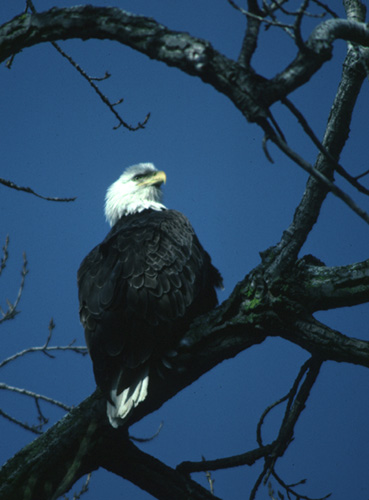 Bold Eagle Picture