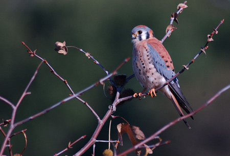 Kestrel Picture