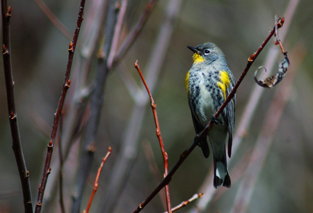 Yellow-rumpedWarblerPicture